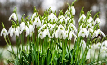 Jak přesadit sněženky v zimě: tipy pro zdravé sněženky