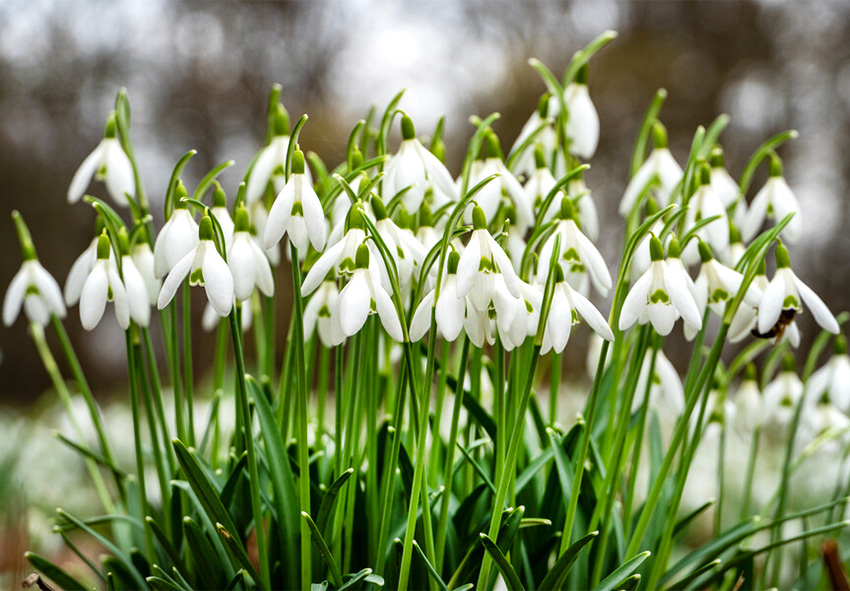 Galanthus (campanillas de invierno) Pida bulbos de galanthus online desde Holanda.