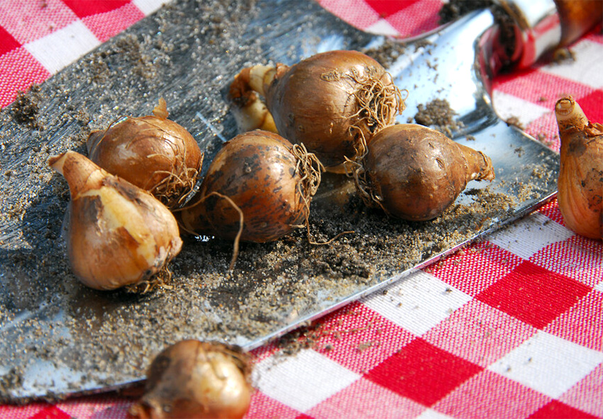 Guía paso a paso para trasplantar Galanthus en invierno Guía paso a paso para trasplantar Galanthus en invierno