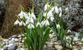 The Role of Galanthus in Late Winter Pollination: Early Flowers That Support Garden Life