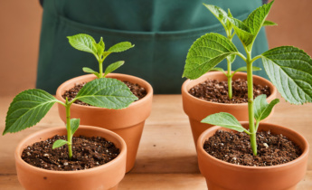 Propagação de hortênsias: métodos fáceis para cultivar novas plantas com sucesso