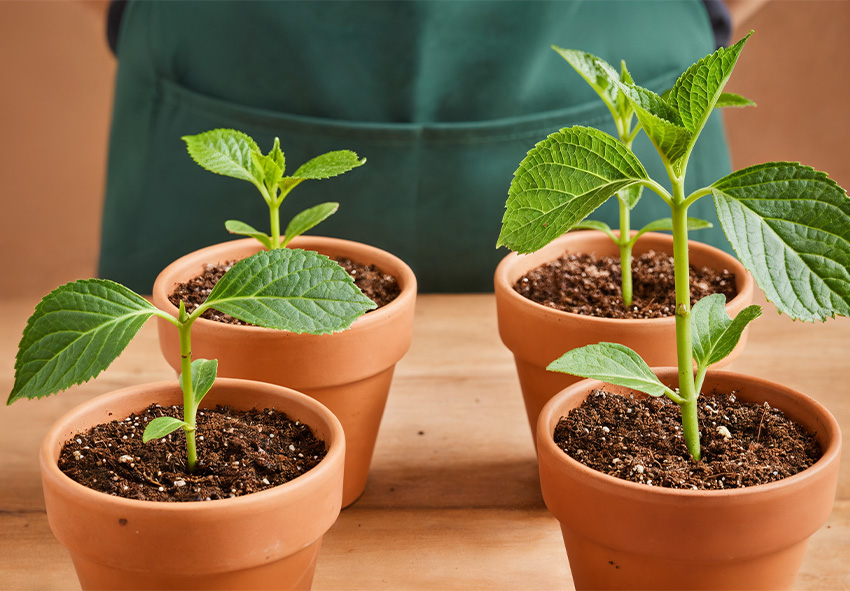 Методи розмноження гортензії