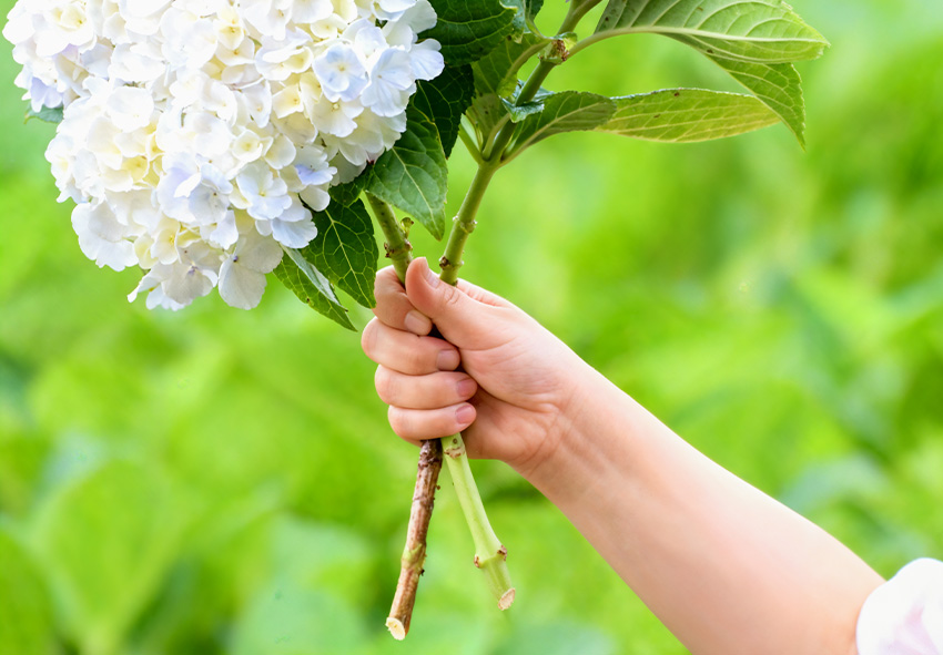 замовити рослину гортензії в горщику P12 онлайн