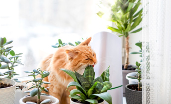 Plantes d&rsquo;intérieur sans danger pour les animaux : les meilleures plantes d&rsquo;intérieur non toxiques pour les chats et les chiens