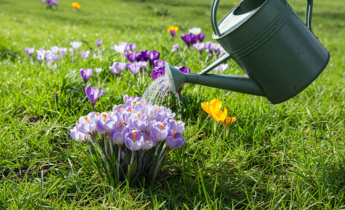 Celoroční péče o krokusy: Udržujte své květiny zdravé v každém ročním období