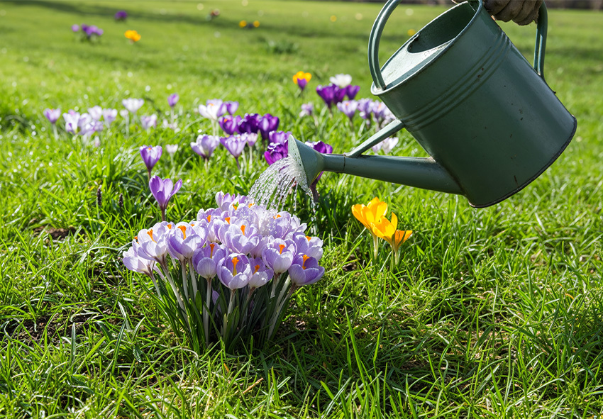 Celoroční péče o krokusy Celoroční péče o krokusy