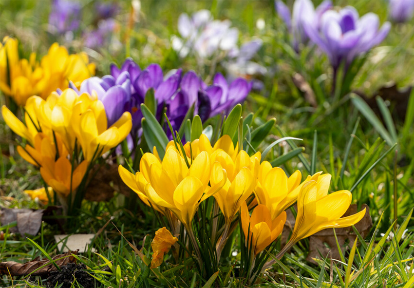 krokusy kvetou po celé roční období objednejte si cibulky krokusů online z Holandska