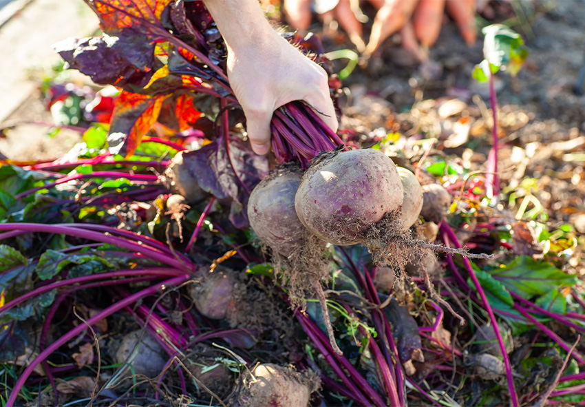 objednejte si online semena zeleniny z Holandska