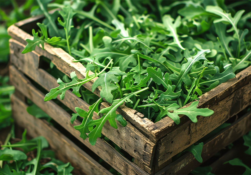 Vegetables to Plant in Late Winter