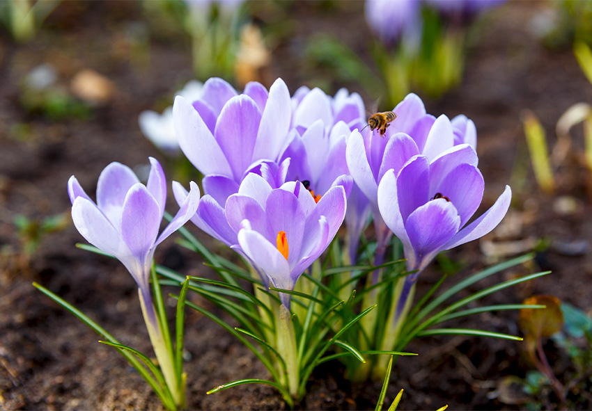 Πώς να καλλιεργήσετε και να φροντίσετε τους κρόκους