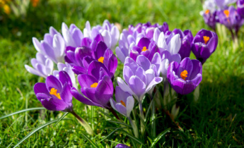 Kompletní průvodce pro krokusy: Jak sázet, pěstovat a pečovat o časné jarní květiny