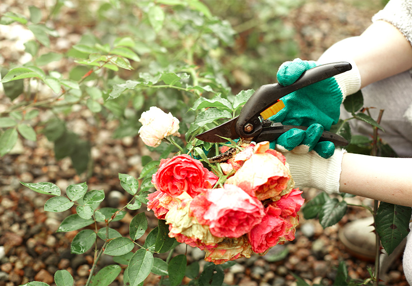 Cura delle rose in autunno