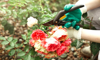 Year-Round Care for Roses: A Guide to Healthy Blooms in Every Season