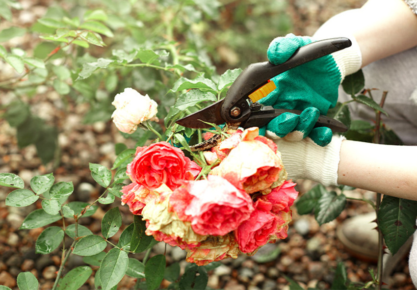 Year-Round Care for Roses: Seasonal Tips for Healthy Growth and Blooms