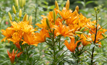 Asijské lilie: Kompletní průvodce výsadbou, péčí a údržbou