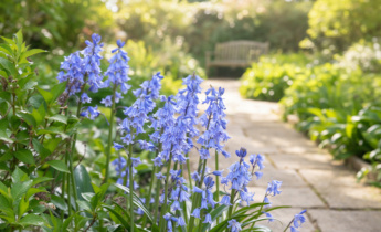 Full Growing Guide for Bluebell: Planting, Care, and Seasonal Tips