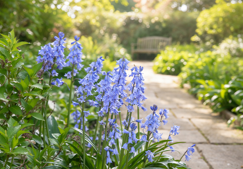 Εποχιακή φροντίδα για τις ισπανικές καμπανούλες Εποχιακή φροντίδα για τις ισπανικές καμπανούλες