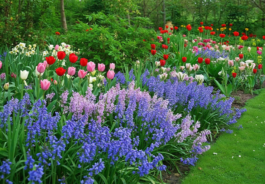 Συνηθισμένα προβλήματα καλλιέργειας με τις ισπανικές καμπανούλες Συνηθισμένα προβλήματα καλλιέργειας με τις ισπανικές καμπανούλες