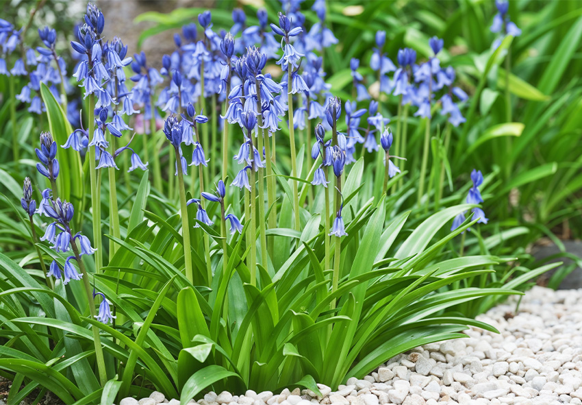 Hyacinthoides hispanica παραγγείλετε βολβούς μπλε καμπανούλες online