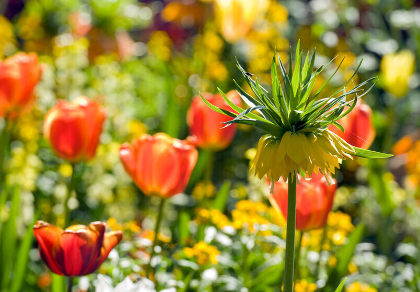 Plantepartnere til Fritillaria Fritillaria i haveindretning