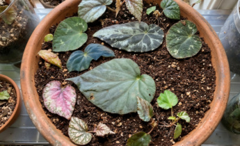 Comment multiplier les bégonias : les meilleurs conseils pour différentes espèces et variétés