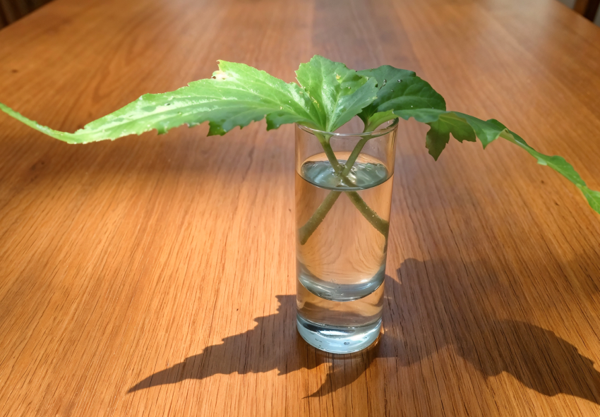 Como propagar begónias dentro de casa? Como propagar begónias dentro de casa?