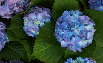 Top 16 Blue Flowers for Your Garden: Stunning Plants for Elegant Landscapes