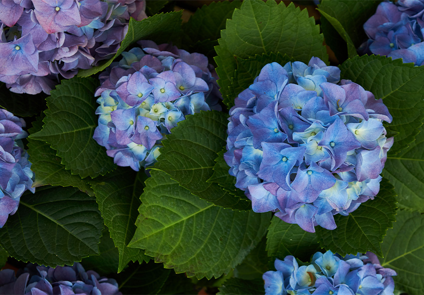 Cele mai frumoase flori albastre pentru grădina ta