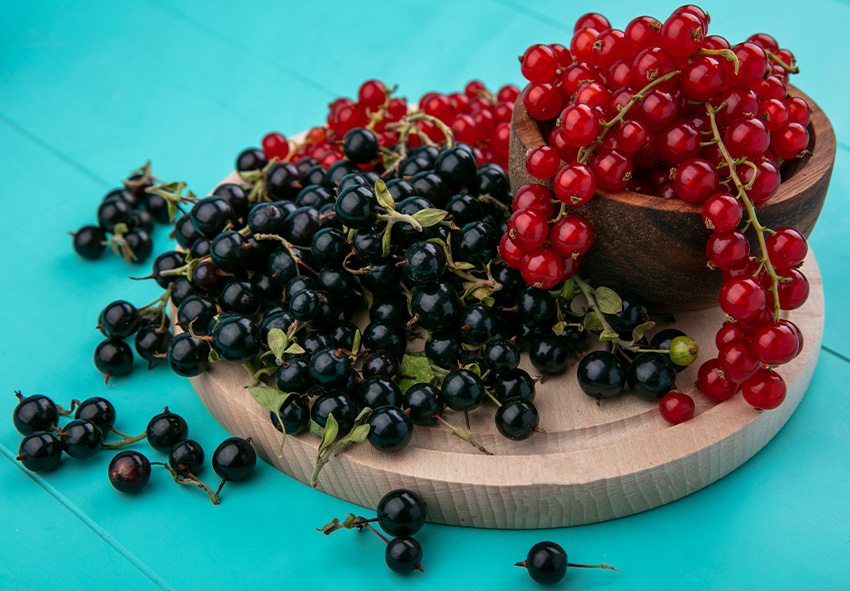 bestel nu online een kale wortelplant uit Nederland