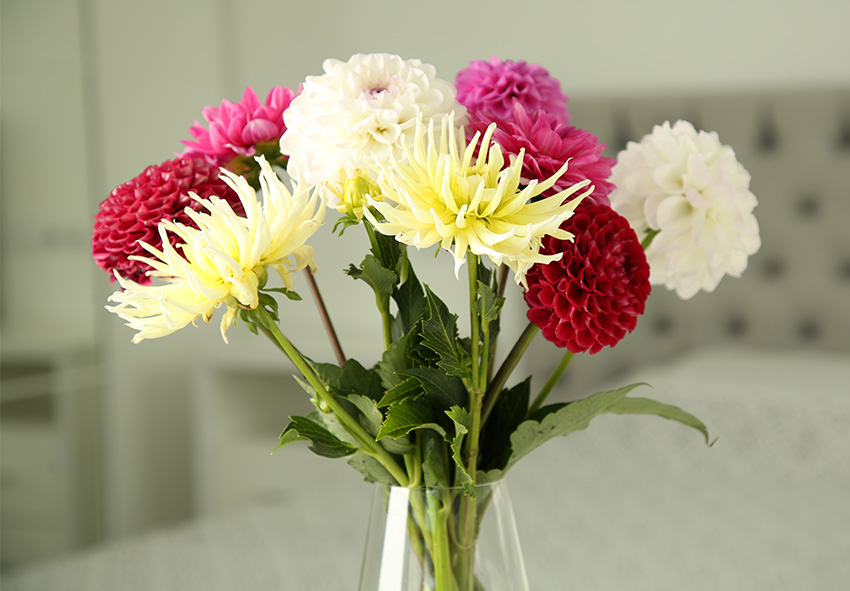 Caring for Cut Dahlias in a Vase
