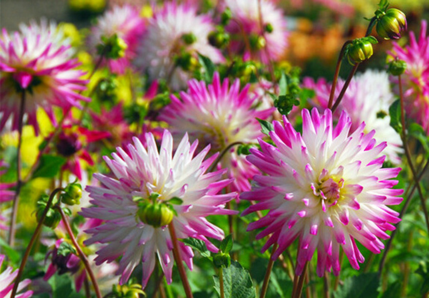 Miljöfaktorer som påverkar dahlians tillväxt