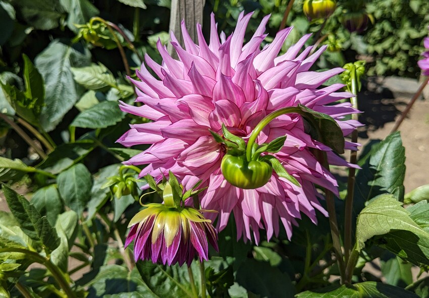 beställ dahliaknölar online från Holland