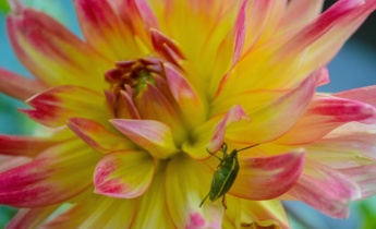 Probleme frecvente la cultivarea daliei: cauze, soluții și sfaturi de îngrijire