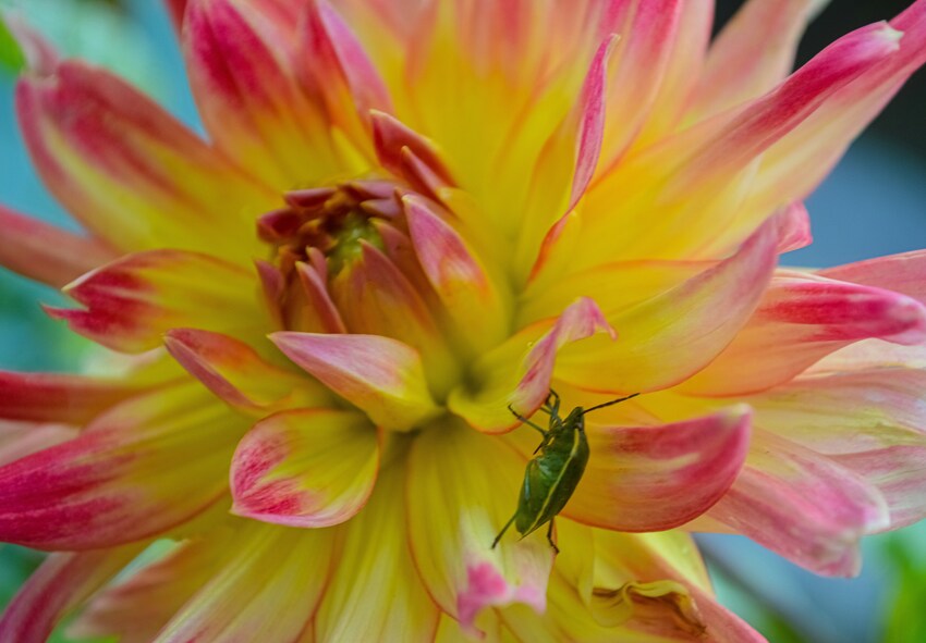 Vanliga sjukdomar hos dahlior och hur man känner igen dem