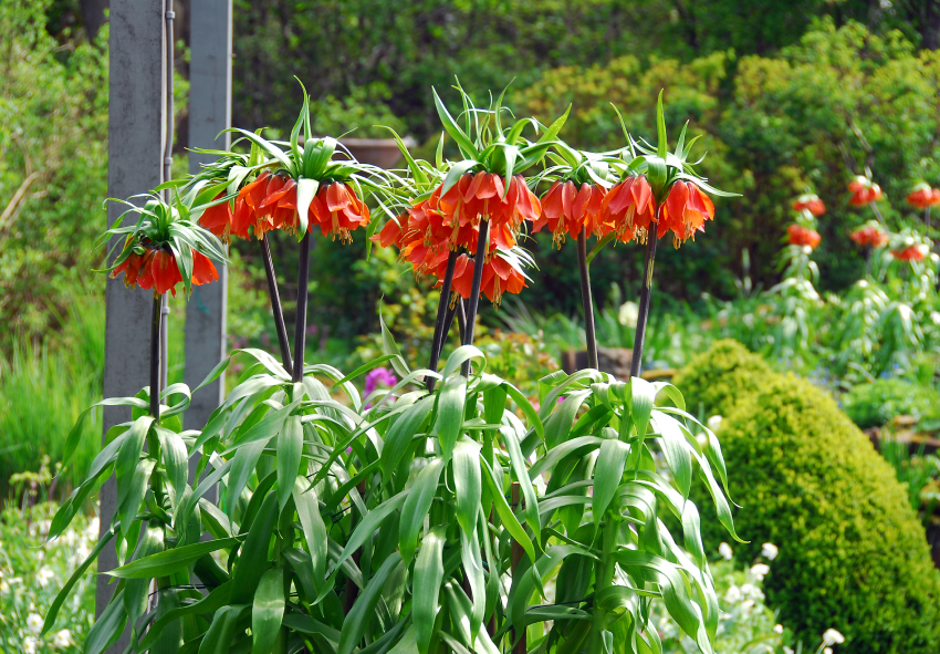 замовити цибулини фрітілярії онлайн з Нідерландів 