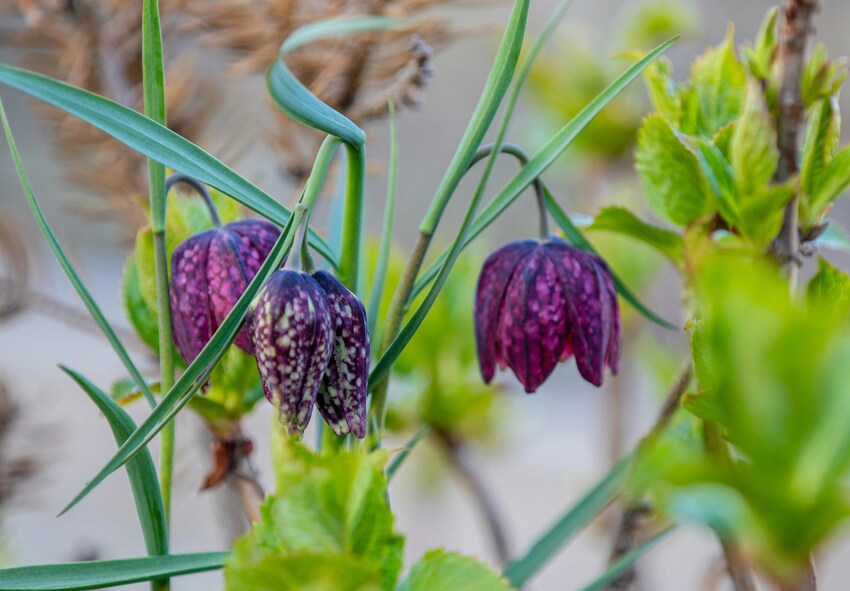 Боротьба зі шкідниками та хворобами фрітілярій