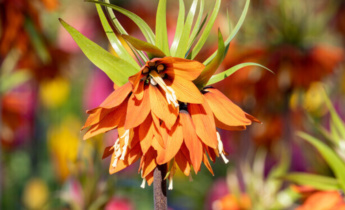 Den ultimata guiden till fritillaria: Hur man odlar, sköter och väljer de bästa sorterna