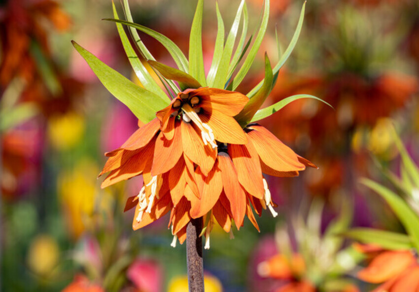 Blomstrende fritillaria-planter Bestil fritillaria-løg online fra Holland
