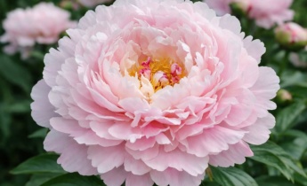 A 10 legjobb exkluzív pünkösdi rózsa fajta: hozza létre saját, egyedi kertjét!