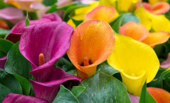 Best 10 Zantedeschia Varieties for Garden: Stunning Calla Lilies for Elegant Displays