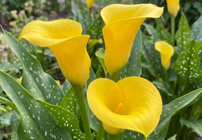 Zantedeschia Varieties of Calla Lilies