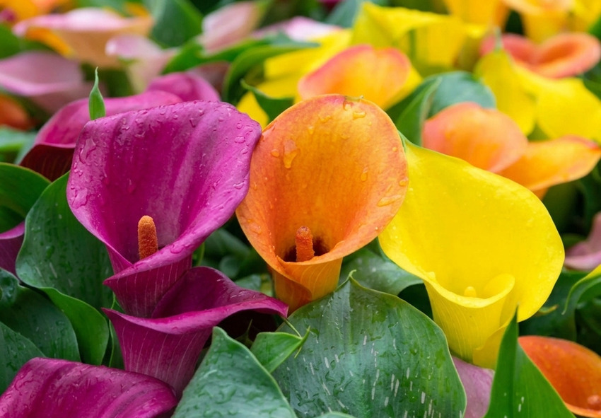 Why Choose Calla Lilies for Your Garden