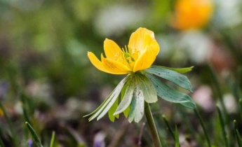 Winter Aconite: Everything You Need to Know About the Plant