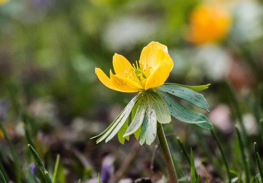 Como plantar o acônito de inverno (Eranthis hyemalis)?