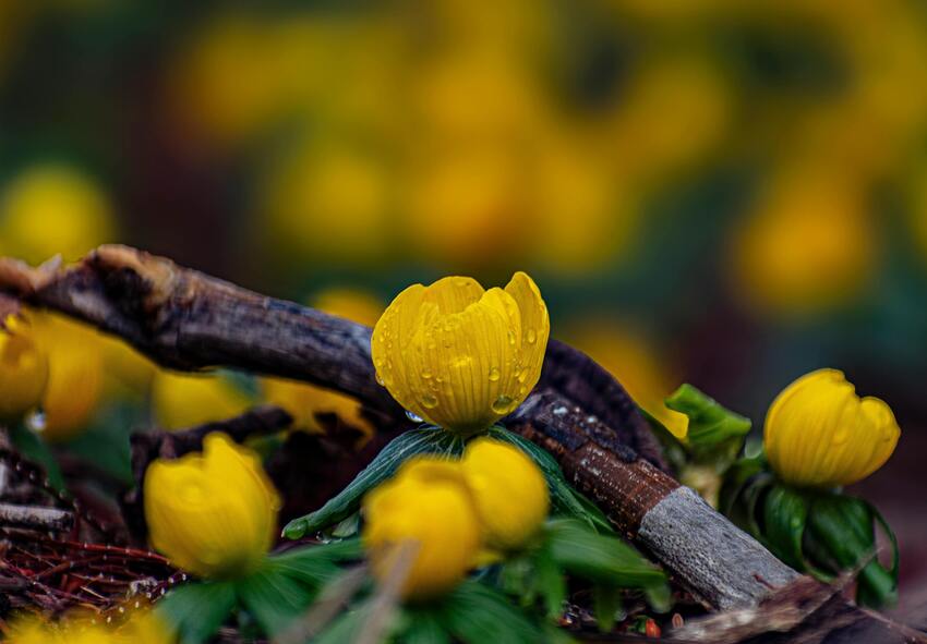 Como cuidar do acônito de inverno (Eranthis hyemalis) ao longo das estações?