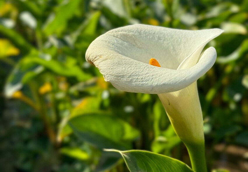 Growing Tips for Zantedeschia Varieties