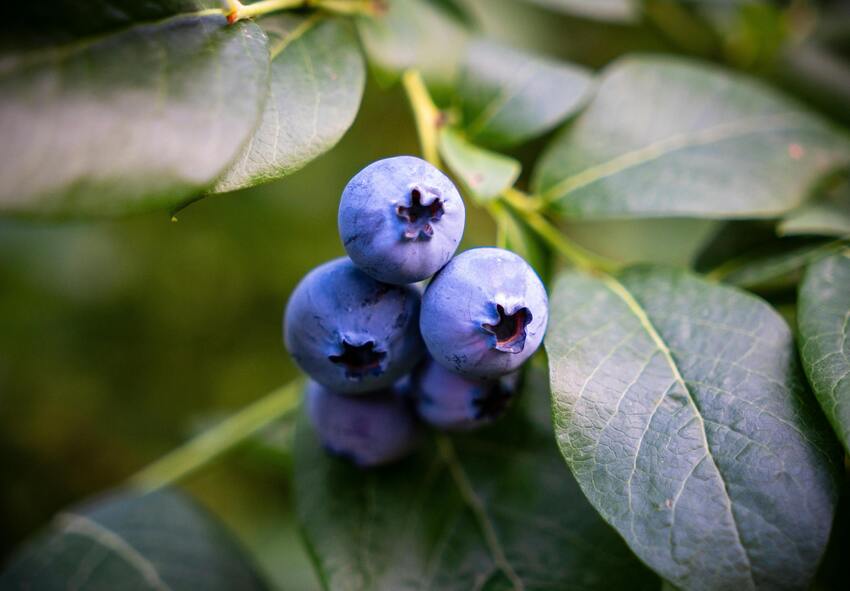 Comprar online plantas de arándano a raíz desnuda