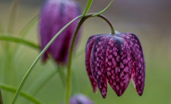 Боротьба зі шкідниками та хворобами фрітілярій: як захистити рослини та забезпечити їх здоровий рістБоротьба зі шкідниками та хворобами фрітілярій: як захистити рослини та забезпечити їх здоровий ріст