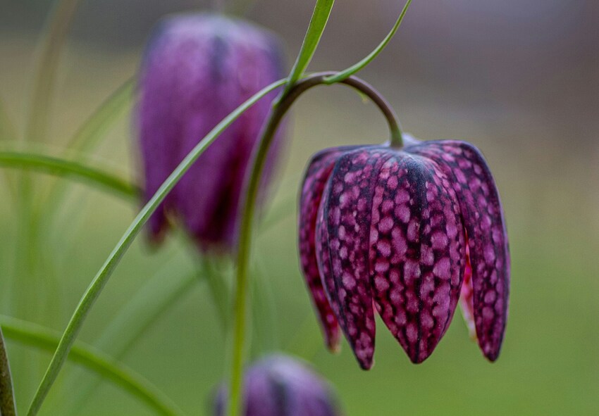 Sådan dyrker du fritillaria i haven Sådan passer du på fritillaria gennem alle årstiderne