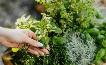 Cómo crear un jardín de hierbas aromáticas: pasos sencillos para cultivar hierbas frescas tanto en interior como en exterior